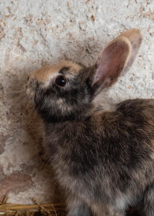 El Malget Villa Tuenno Kültér fotó